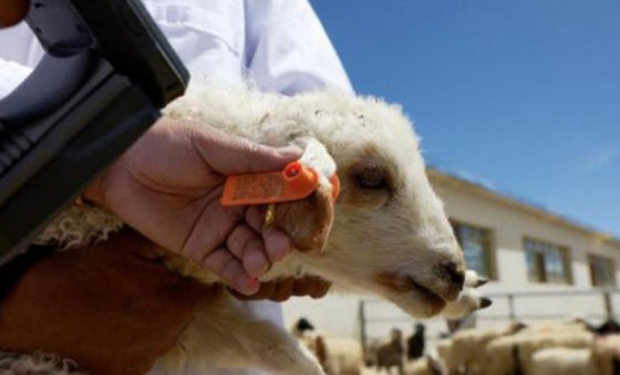 RFID UHF sheep Ear Tag , UHF Animal tag , RFID UHF Pig ear tag , RFID tag , RFID label
