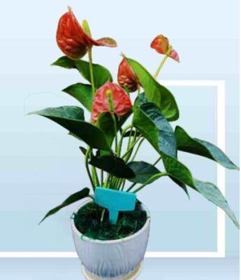 RFID Potted Plant Management Tag ,  UHF tag for trees , RFID hard tag